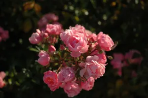 A close-up of vibrant pink roses in full bloom, capturing their delicate beauty. jigsaw puzzle
