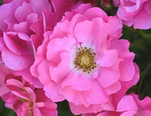 Close-up of vibrant pink rose flowers showcasing their delicate petals in full bloom. jigsaw puzzle