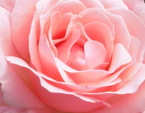 Detailed macro shot of a blooming pink rose with soft petals and gentle tint. jigsaw puzzle