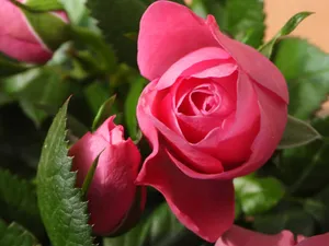 Beautiful close-up of blooming pink roses with delicate petals and lush green leaves. jigsaw puzzle
