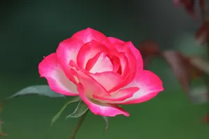Close-up of a vibrant pink rose in full bloom set against a lush garden in Montreal, Canada. jigsaw puzzle