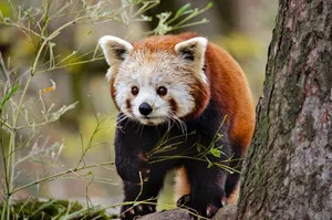 little panda jigsaw puzzle