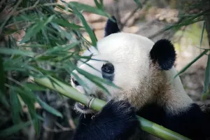 panda jigsaw puzzle