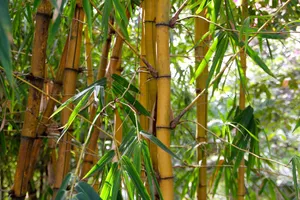 bamboo jigsaw puzzle