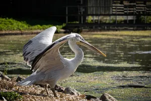 pelican jigsaw puzzle