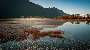 marsh jigsaw puzzle