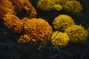 marigold jigsaw puzzle