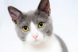 cat jigsaw puzzle
