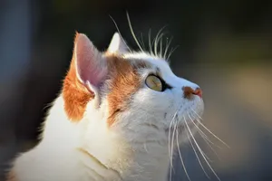 cat jigsaw puzzle