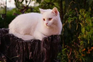 white cat jigsaw puzzle