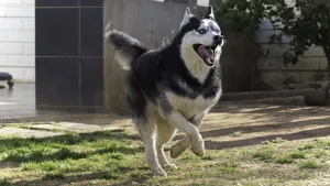 siberian husky jigsaw puzzle