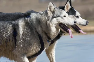 siberian husky jigsaw puzzle
