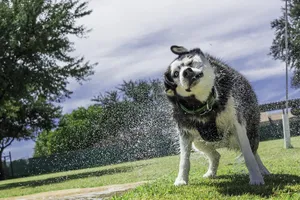 siberian husky jigsaw puzzle