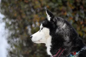 siberian husky jigsaw puzzle