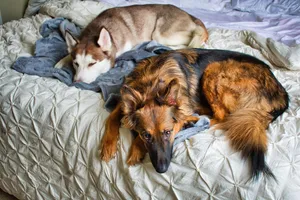 dogs jigsaw puzzle