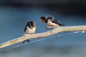 barn swallow jigsaw puzzle