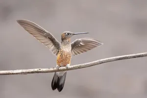 giant hummingbird jigsaw puzzle