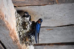 barn swallow jigsaw puzzle