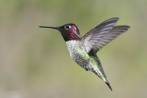 anna's hummingbird jigsaw puzzle