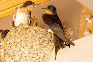 barn swallow jigsaw puzzle