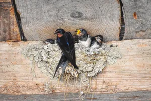 barn swallow jigsaw puzzle