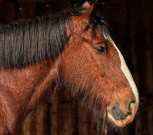 shire horse jigsaw puzzle