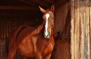 horse jigsaw puzzle