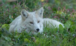 fox jigsaw puzzle