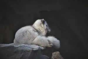 polar fox jigsaw puzzle