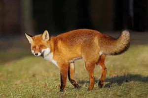 fox jigsaw puzzle