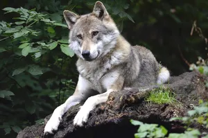 wolf jigsaw puzzle