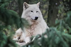 arctic wolf jigsaw puzzle