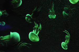 jellyfish jigsaw puzzle