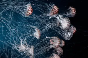 jellyfish jigsaw puzzle