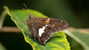 silver-spotted skipper jigsaw puzzle