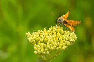 insect jigsaw puzzle