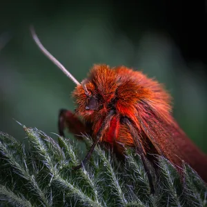 macro jigsaw puzzle