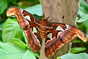 insect jigsaw puzzle