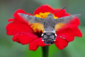 insect jigsaw puzzle