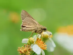 insect jigsaw puzzle