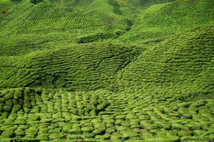 tea jigsaw puzzle
