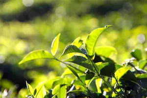 tea jigsaw puzzle