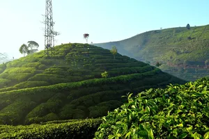 tea plantation jigsaw puzzle