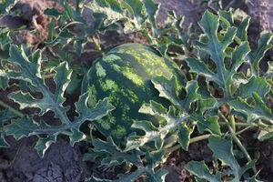 watermelon jigsaw puzzle