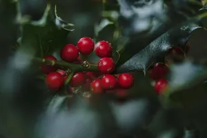 holly jigsaw puzzle