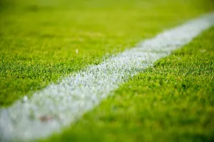 grass jigsaw puzzle