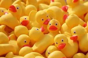duck meet jigsaw puzzle