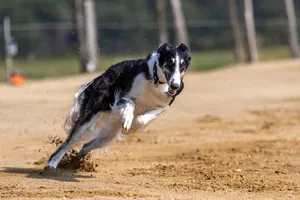dog race jigsaw puzzle