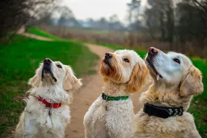 golden retriever jigsaw puzzle