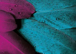 plumage jigsaw puzzle